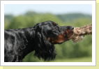 Klicken Sie auf das Bild, um es zu vergr&ouml;&szlig;ern