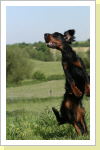 Klicken Sie auf das Bild, um es zu vergr&ouml;&szlig;ern